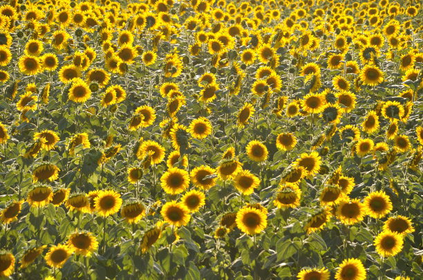太阳花海图片下载