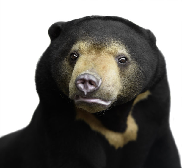 马来人的太阳熊图片下载