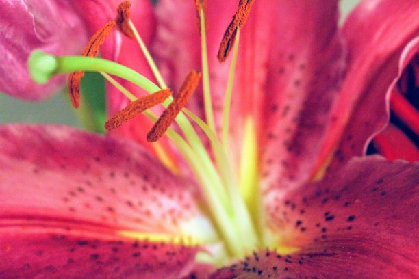 精致的辉煌图片下载