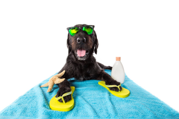 有趣的夏季黑色狗与夏季配件图片下载