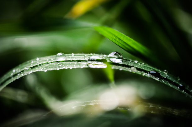 草地上的水滴素材图片