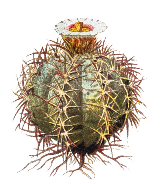 棘球绦虫被称为魔鬼头，土耳其头仙人掌，蓝桶仙人掌，鹰爪，马的maimer，马的crippler，和visnaga meloncillo图片下载