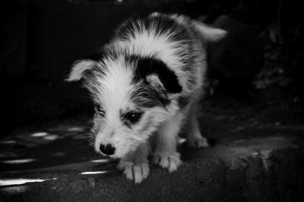 小狗西伯利亚哈士奇黑白相间图片下载