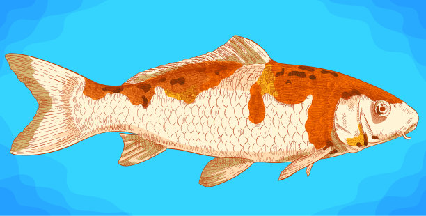 锦鲤雕刻插图图片下载