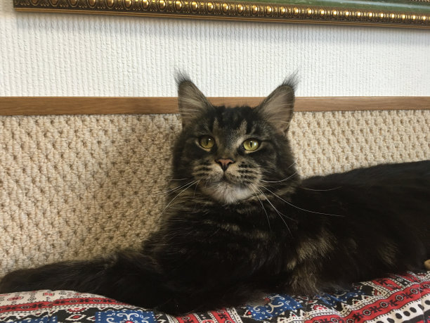 缅因猫图片下载