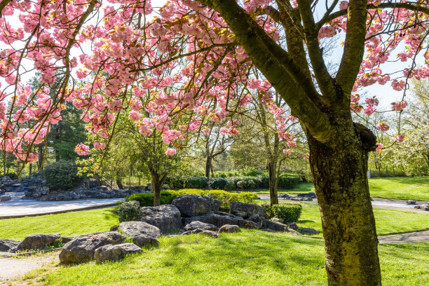 巴黎郊区特雷姆布莱公园的岩石景观，前景是盛开的日本樱花树枝图片下载