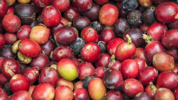 很多新鲜的咖啡豆图片下载