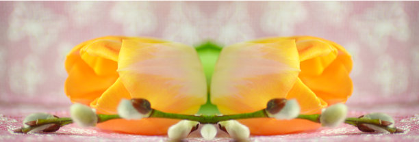 桌上放着一株橙色的郁金香和柳枝。春天的作文。图片下载