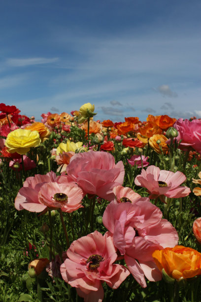 罂粟花素材图片