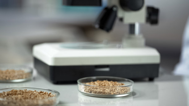 谷物在实验室餐桌上的餐具，是健康食品生产的原料图片下载