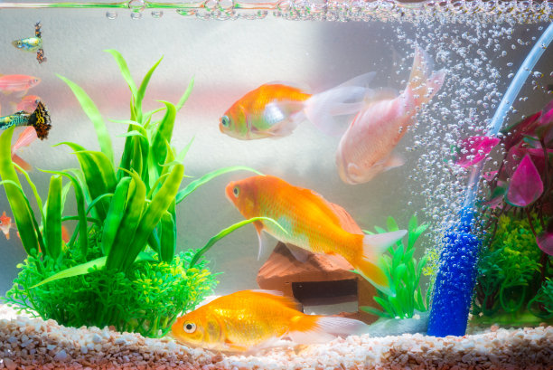 鱼缸或水族箱里的小鱼，金鱼，孔雀鱼和红鱼，带绿色植物的锦鲤，水下生物图片下载