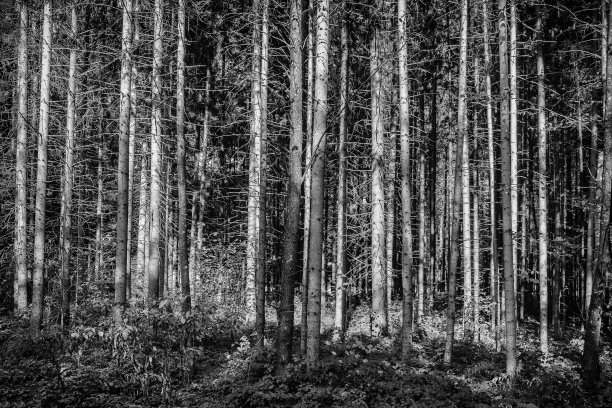 茂密的树林和明亮的阳光图片下载