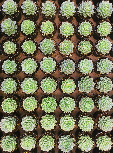 多汁的图片下载