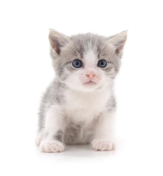 灰色的小猫。图片下载