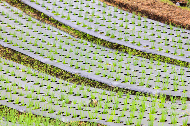 在耕地上种植的有机植物图片下载
