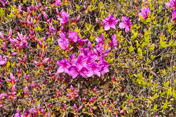 杜鹃花素材图片