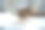 雪中的野猫图片下载