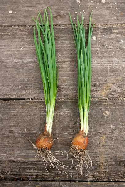 大葱，收获的蔬菜，背景是古老的木头。素材图片