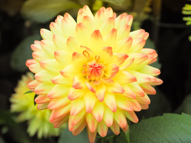 美丽的黄色大丽花在花园里。素材图片