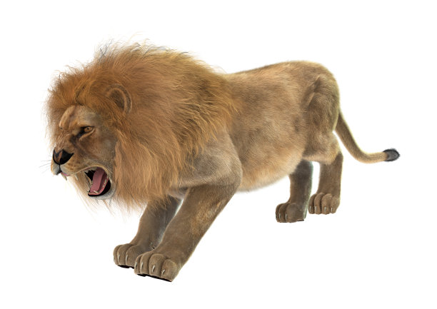 3D插图雄性狮子在白色图片下载