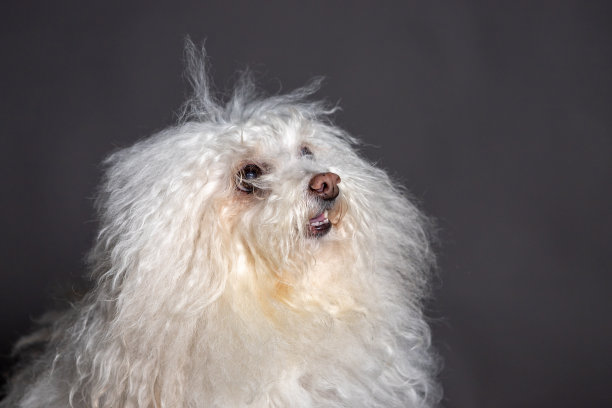 肉酱狗肖像在灰色的黑暗面。洛克离开图片下载