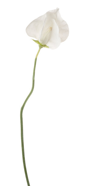 花孤立在白色上图片下载