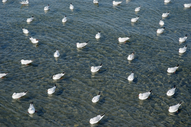 浅海上漂浮着许多海鸥图片下载