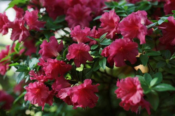 花的杜鹃花素材图片