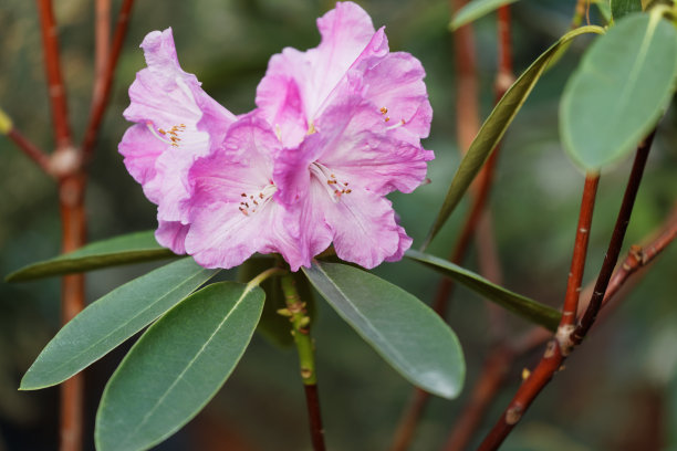 花的杜鹃花素材图片