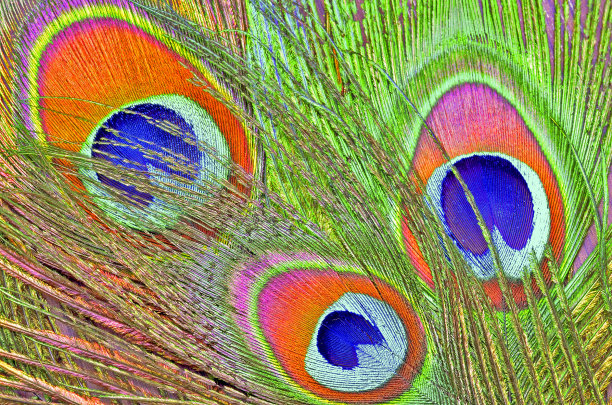 孔雀羽毛图片下载