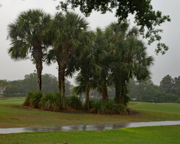 雨中的棕榈图片下载