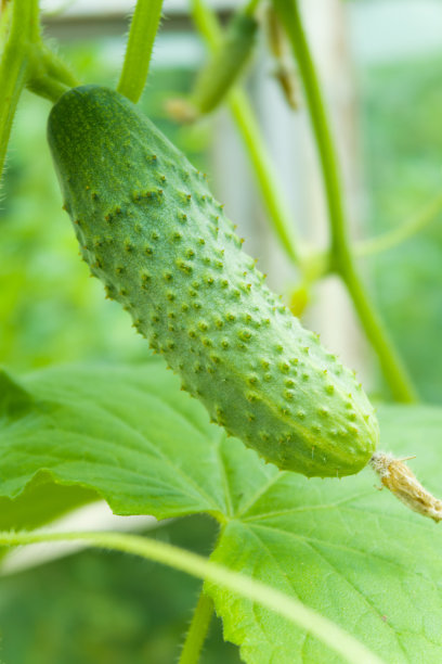植物上的鲜绿黄瓜。图片下载