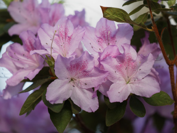 花的杜鹃花素材图片