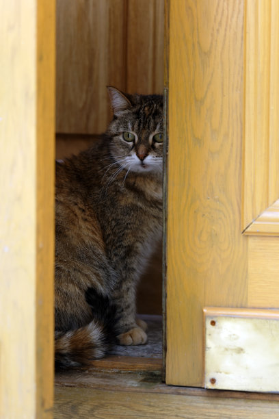 门阶上有只可爱的猫图片下载