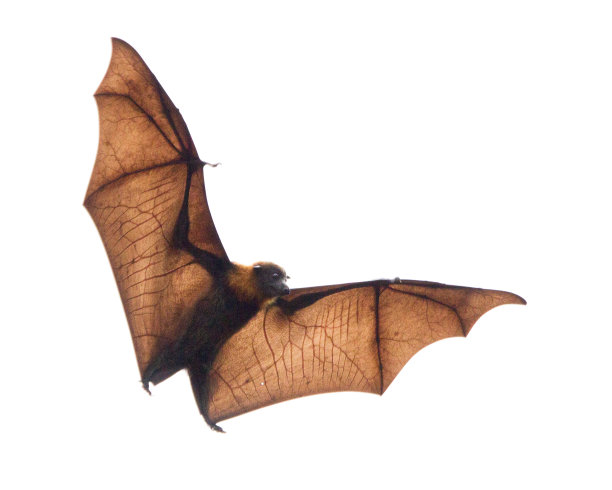 蝙蝠照片素材ID：317449374