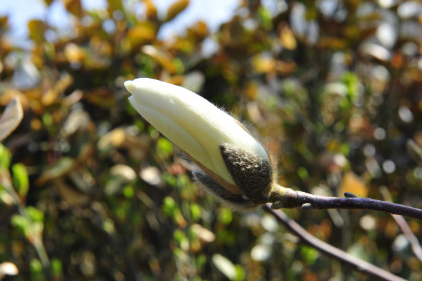 玉兰花盛开图片下载