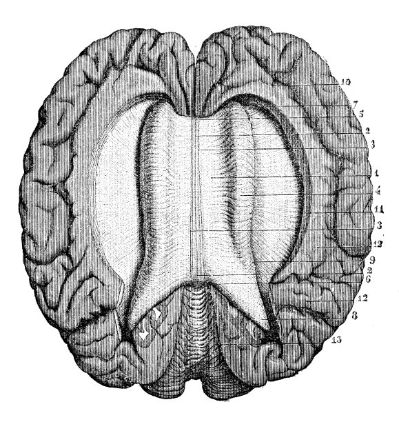 人体解剖学古插图神经系统:从上到下胼胝体图片下载