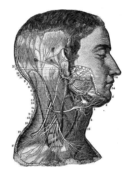 神经系统:颈神经图片下载
