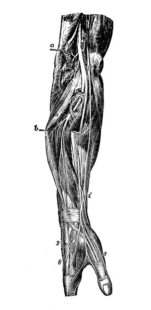 人体解剖学古董插图神经系统:手臂和手神经图片下载