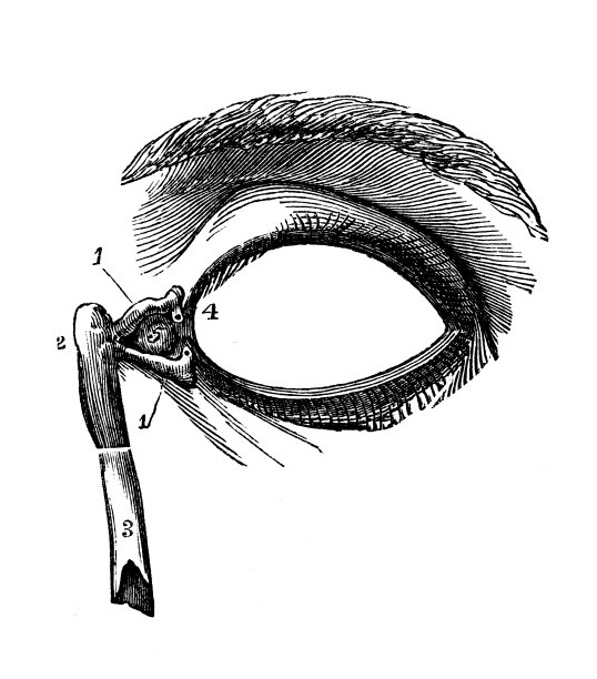 人体解剖学古董插图:眼睛图片下载