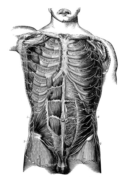 神经系统:背神经和脊神经图片下载