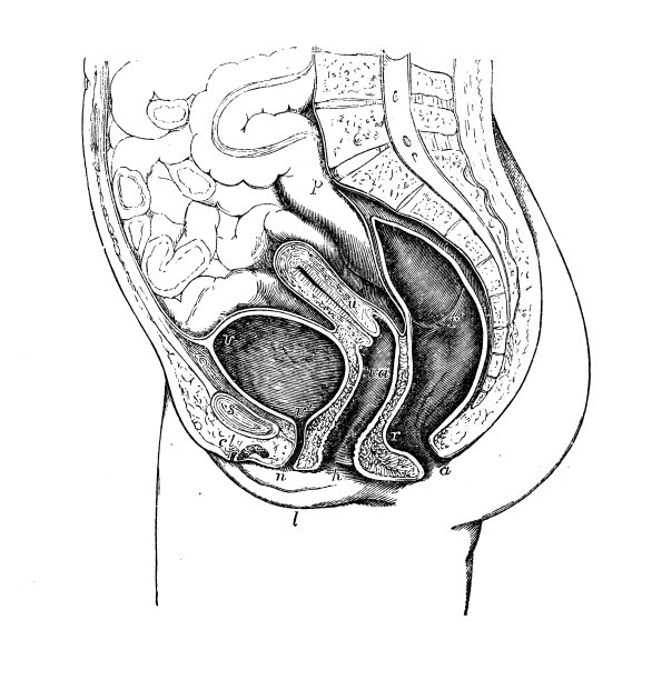 人体解剖学的古董插图:女性骨盆图片下载