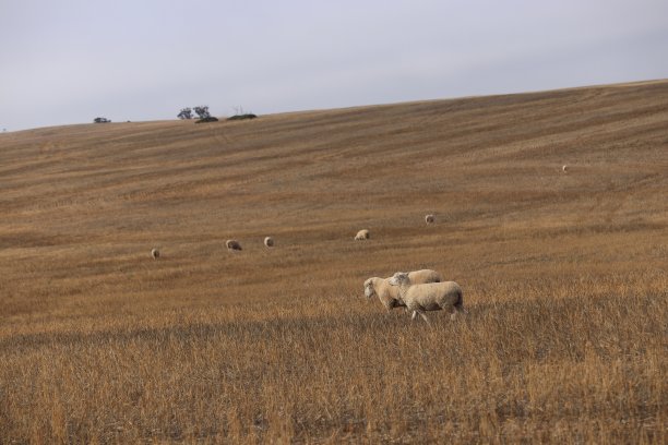 秋天，一群澳大利亚绵羊在南澳大利亚的牧场上吃草图片下载