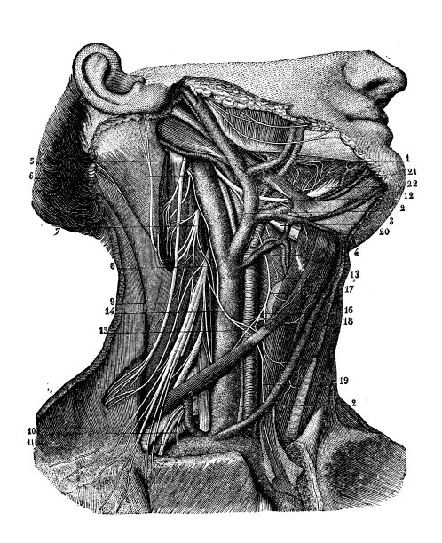 神经系统:颈、躯干神经图片下载