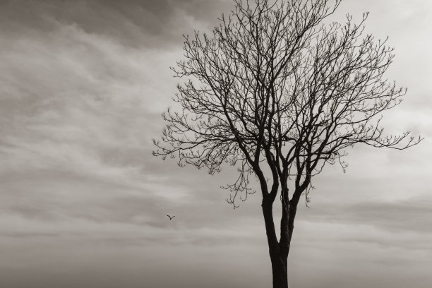 在大自然和云中靠近树图片下载