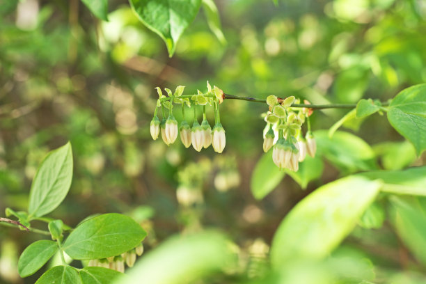 蓝莓花图片下载
