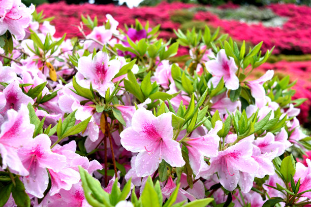 杜鹃花素材图片