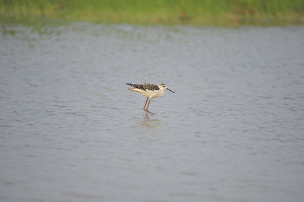 大海鸟素材图片