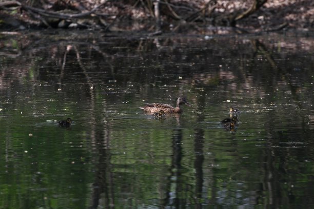 春天公园里的野鸭。湖中的野鸭。用鸭子做封面照片。鸭子和她的小鸭子们在河边或池塘里五颜六色的绿色水中游泳。鸟类的背景。动物模式。鸟类和野生动物。图片下载