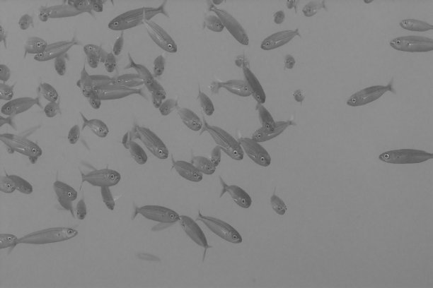 鱼复杂图片下载